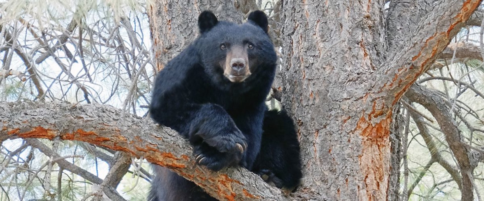 Exploring the Intricate Interactions of Wildlife Animals in Weld County, Colorado