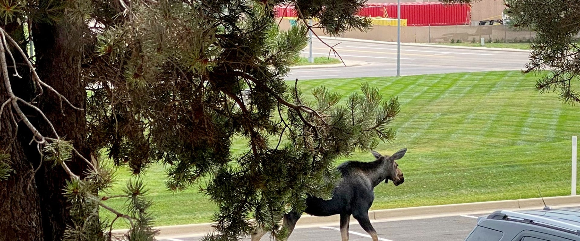 Exploring the Unique and Rare Wildlife of Weld County, Colorado