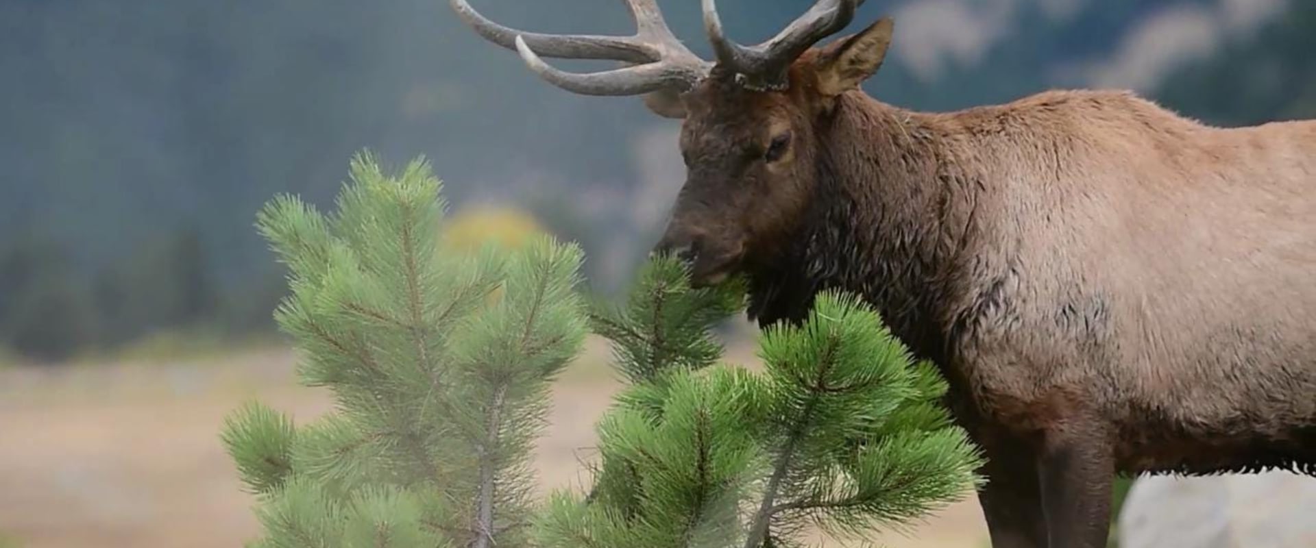 Protecting and Conserving Wildlife in Weld County, Colorado: An Expert's Perspective