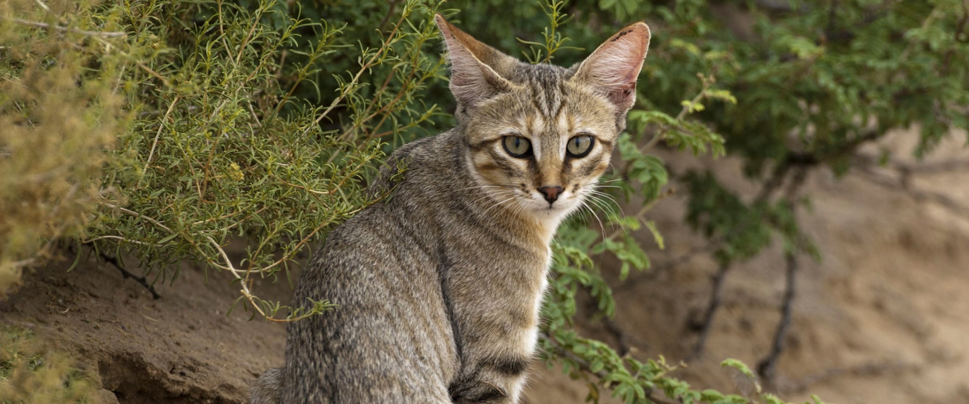 The Fascinating World of Wildlife Migration in Weld County, Colorado