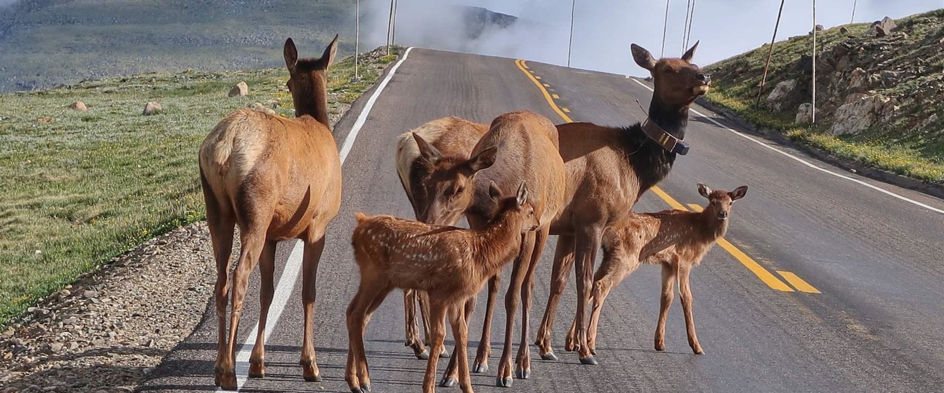 The Impact of Human Development on Wildlife in Weld County, Colorado