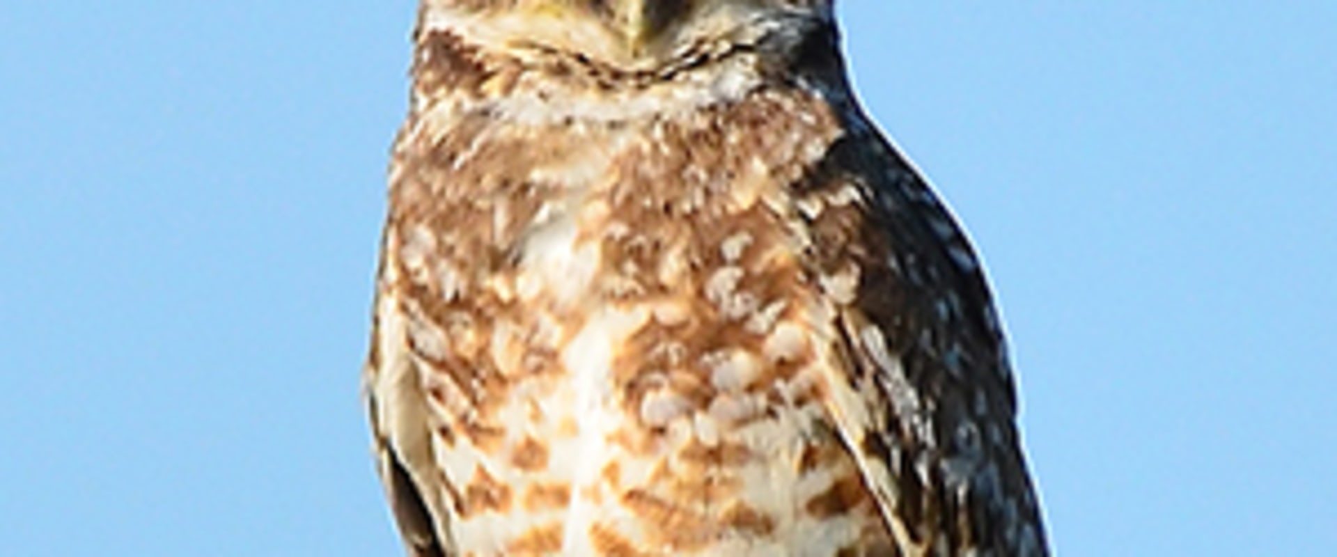 The Diverse Wildlife of Weld County, Colorado