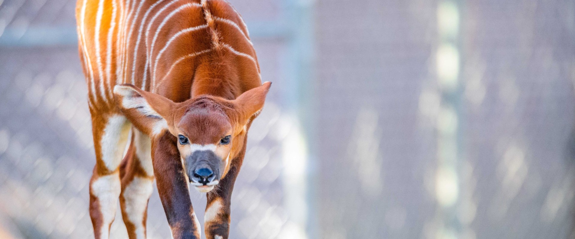 The Impact of Agriculture on Wildlife in Weld County, Colorado