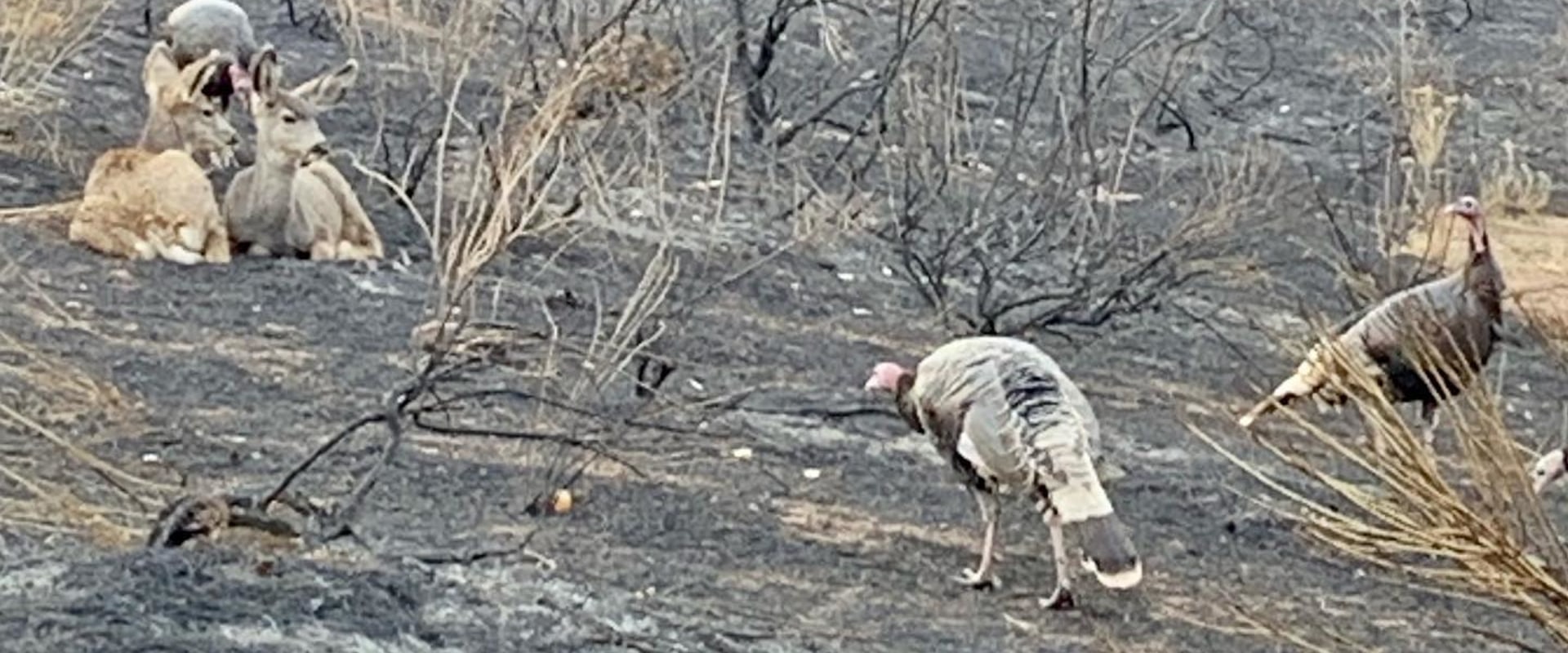 The Impact of Wildfires on Wildlife in Weld County, Colorado