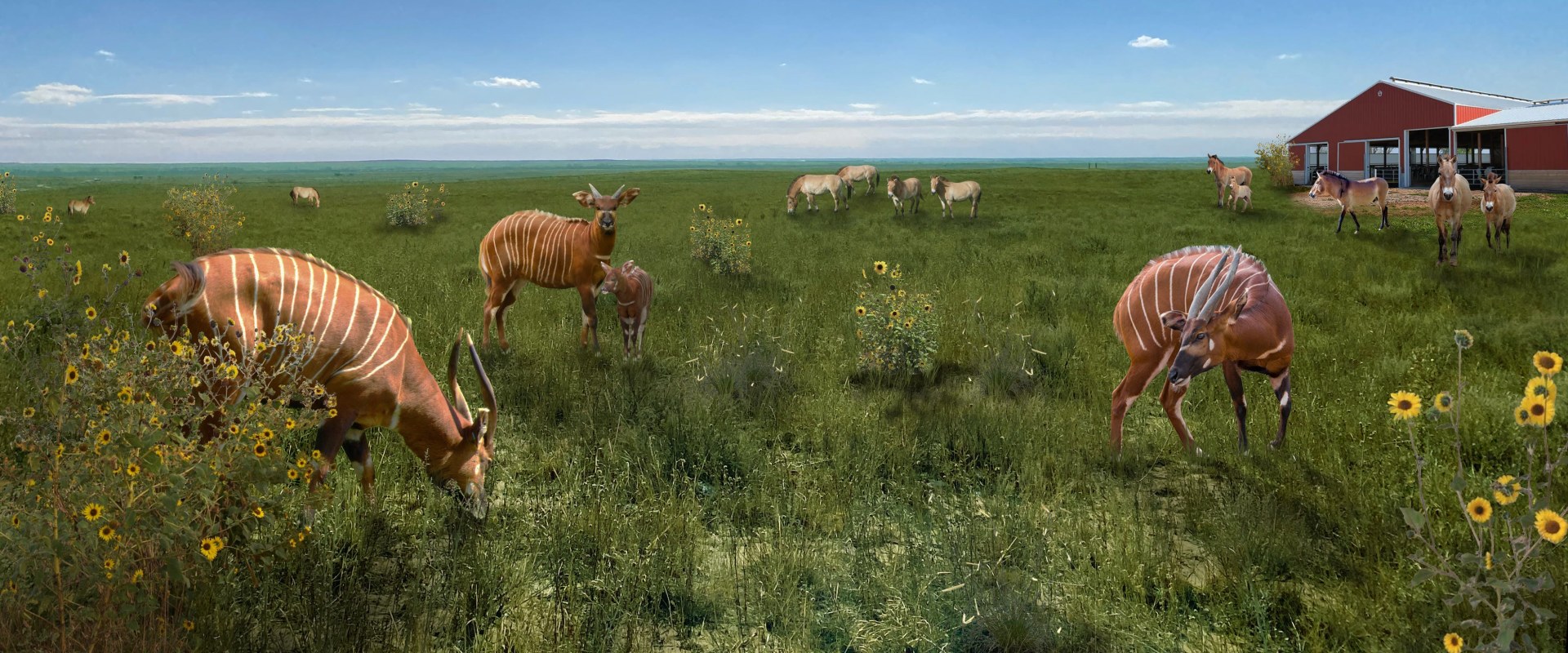 The Importance of Wildlife Conservation in Weld County, Colorado