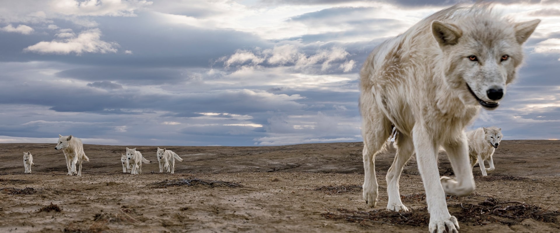 Debunking Myths About Wildlife Animals in Weld County, Colorado