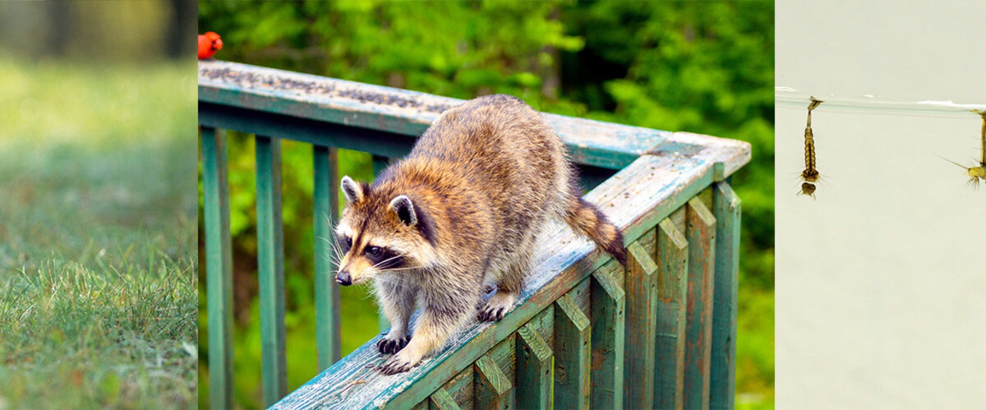 The Fascinating World of Wildlife Animals in Weld County, Colorado