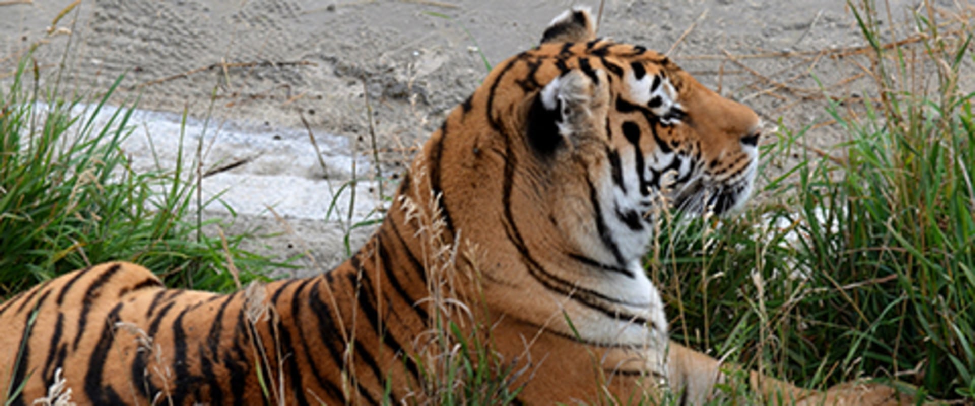 Discovering the Diverse Wildlife of Weld County, Colorado