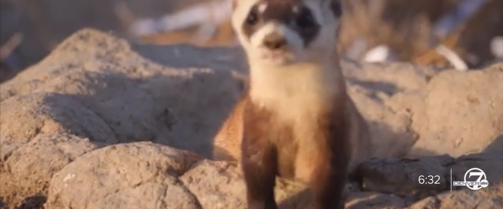 The Efforts to Bring Back Extinct Wildlife Animals in Weld County, Colorado