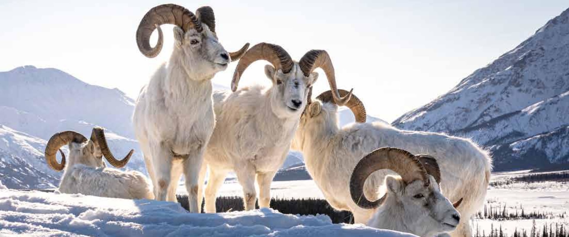 The Ultimate Guide to Wildlife Observation and Photography in Weld County, Colorado