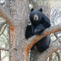Exploring the Intricate Interactions of Wildlife Animals in Weld County, Colorado