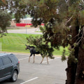 Exploring the Unique and Rare Wildlife of Weld County, Colorado