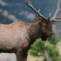 The Ultimate Guide to Spotting Wildlife Animals in Weld County, Colorado