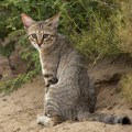 The Fascinating World of Wildlife Migration in Weld County, Colorado