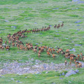 The Economic Impact of Wildlife in Weld County, Colorado