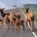 The Impact of Human Development on Wildlife in Weld County, Colorado