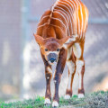 The Impact of Agriculture on Wildlife in Weld County, Colorado