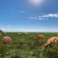 The Importance of Protecting Wildlife in Weld County, Colorado