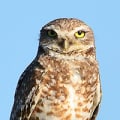 Protecting the Endangered Wildlife of Weld County, Colorado