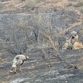 The Impact of Wildfires on Wildlife in Weld County, Colorado