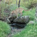 The Importance of Hunting Regulations in Weld County, Colorado