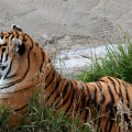 The Evolution of Wildlife Animals in Weld County, Colorado