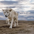Debunking Myths About Wildlife Animals in Weld County, Colorado