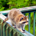 The Fascinating World of Wildlife Animals in Weld County, Colorado