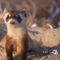 The Efforts to Bring Back Extinct Wildlife Animals in Weld County, Colorado