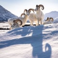 The Ultimate Guide to Wildlife Observation and Photography in Weld County, Colorado