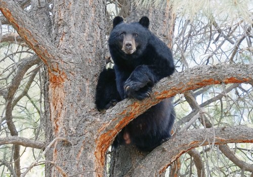 Exploring the Intricate Interactions of Wildlife Animals in Weld County, Colorado