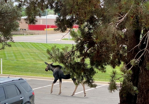 Exploring the Unique and Rare Wildlife of Weld County, Colorado