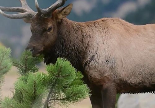 Protecting and Conserving Wildlife in Weld County, Colorado: An Expert's Perspective