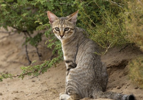 The Fascinating World of Wildlife Migration in Weld County, Colorado