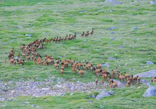 The Economic Impact of Wildlife in Weld County, Colorado