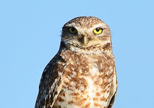 The Diverse Wildlife of Weld County, Colorado