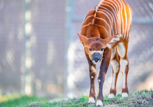 The Impact of Agriculture on Wildlife in Weld County, Colorado