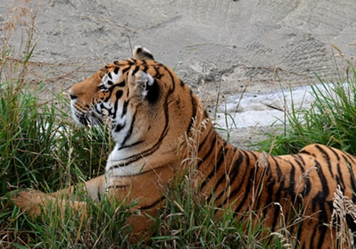 Exploring the Diverse Wildlife of Weld County, Colorado
