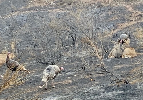 The Impact of Wildfires on Wildlife in Weld County, Colorado