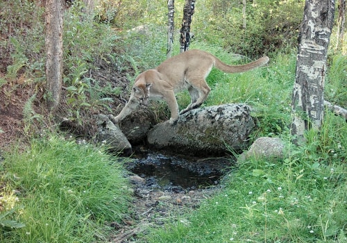 The Importance of Hunting Regulations in Weld County, Colorado