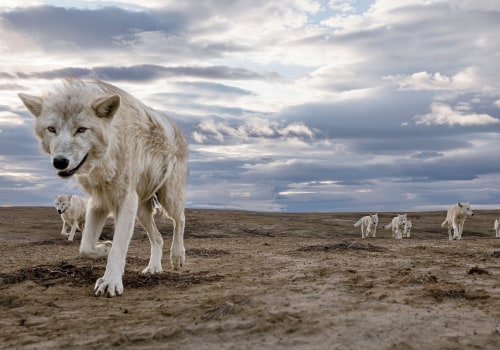 Debunking Myths About Wildlife Animals in Weld County, Colorado