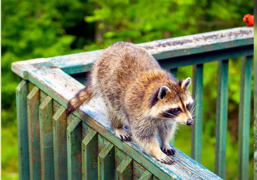 The Fascinating World of Wildlife Animals in Weld County, Colorado