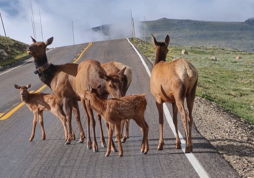 Discovering the Rich Wildlife Habitat of Weld County, Colorado