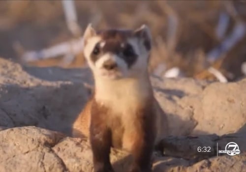 The Efforts to Bring Back Extinct Wildlife Animals in Weld County, Colorado