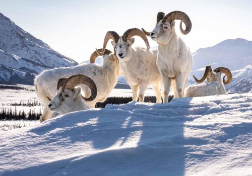 The Ultimate Guide to Wildlife Observation and Photography in Weld County, Colorado